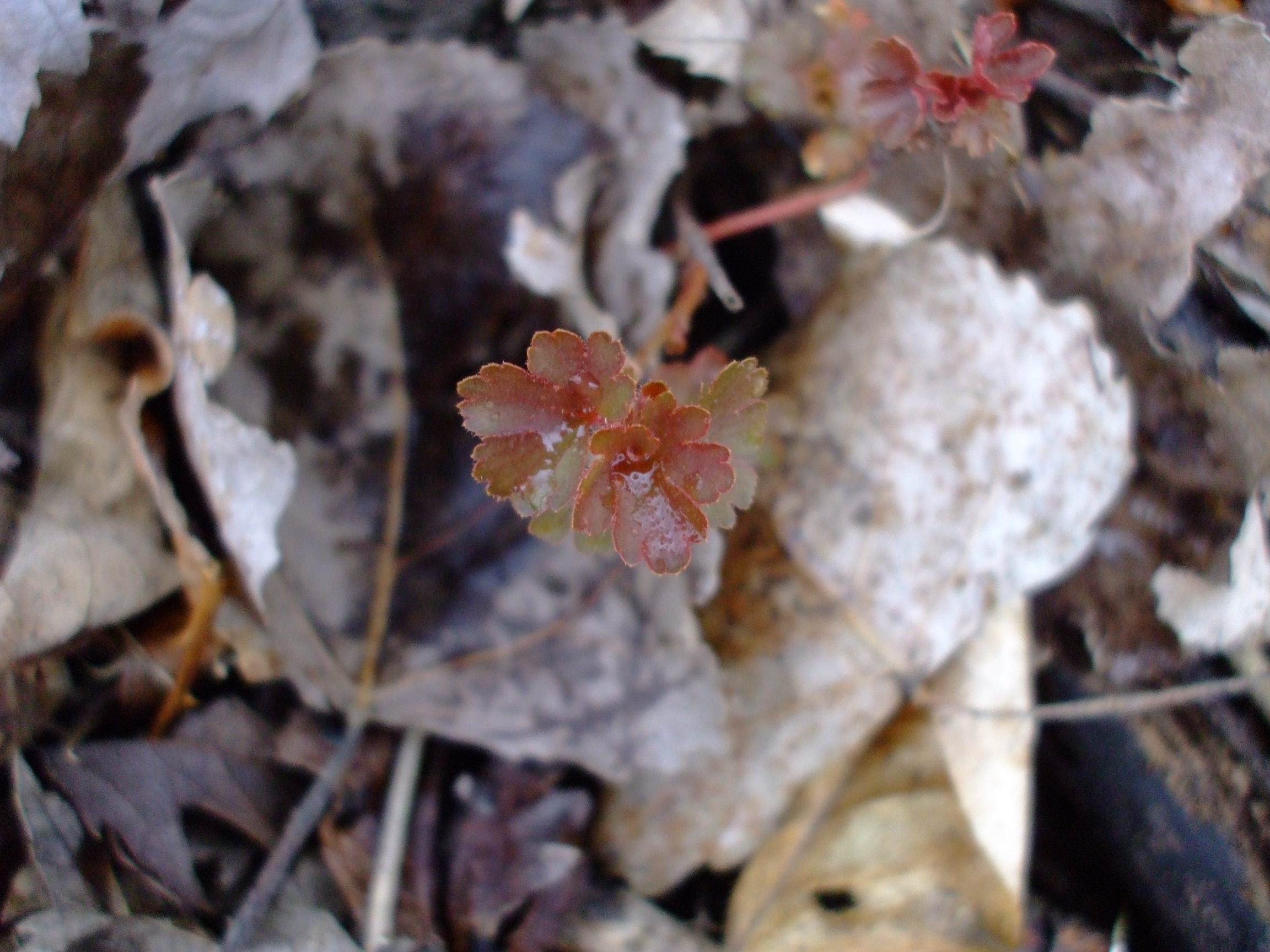 Ribes aureum